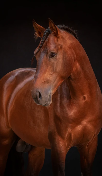 APP1116 Jirau RF 6462