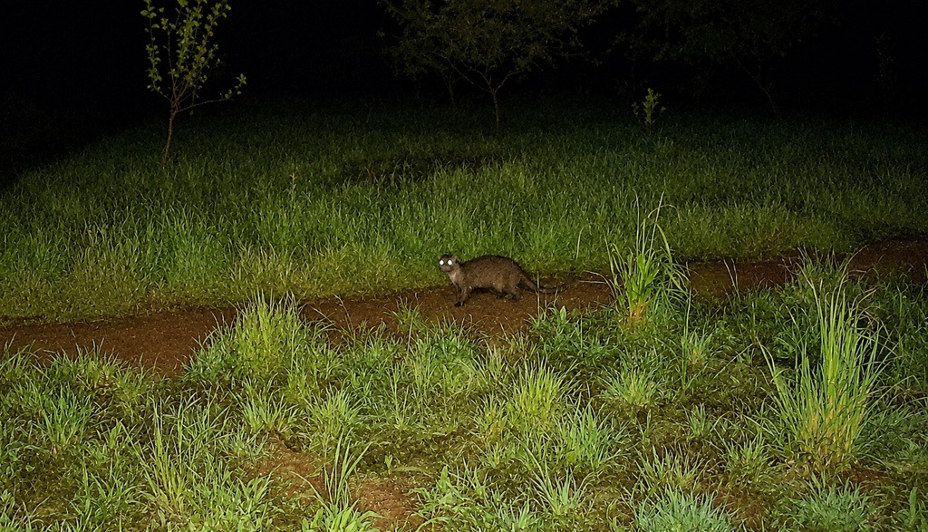 Zceu0019a Lontra Zoom Reconstitução Cromática Baseada Na Fotografia Noturna Captada Por Fotoarmadilhagem
