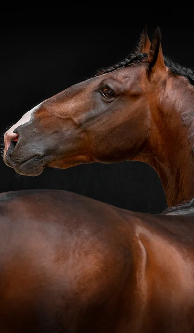 APP1116 Jiripiti RF 4689