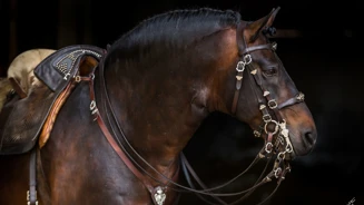 Cavalo
