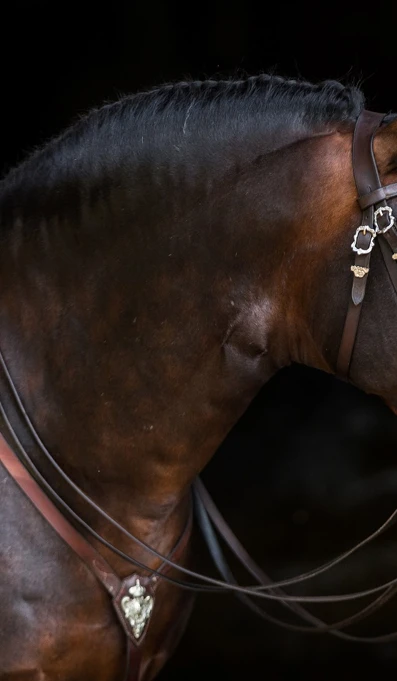 Cavalo