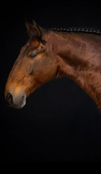 APP1116 Xajeco SF 0472