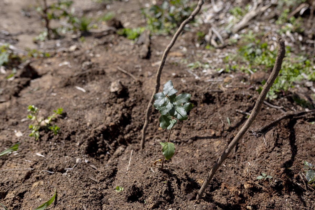 131 Plantação De Árvores EMIGUS Bx