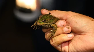 Anfíbios ©Vítorpombeiro