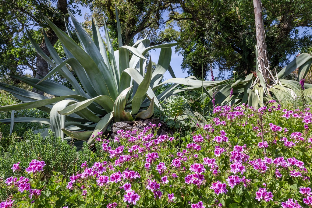 E7A7214©PSML Jose Marques Silva