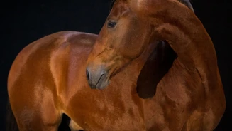 APP1116 Groque SF 6289