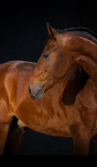 APP1116 Groque SF 6289