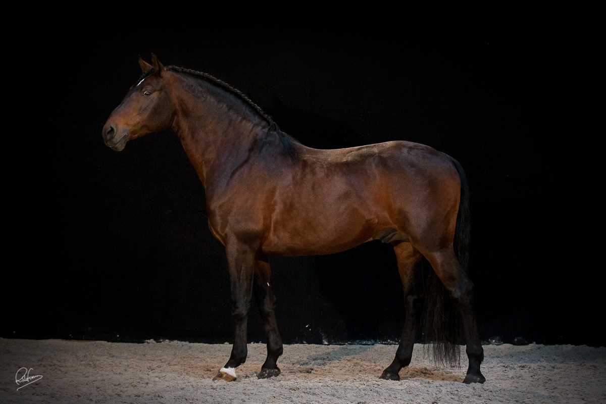 WEB Cajabel SF 7004