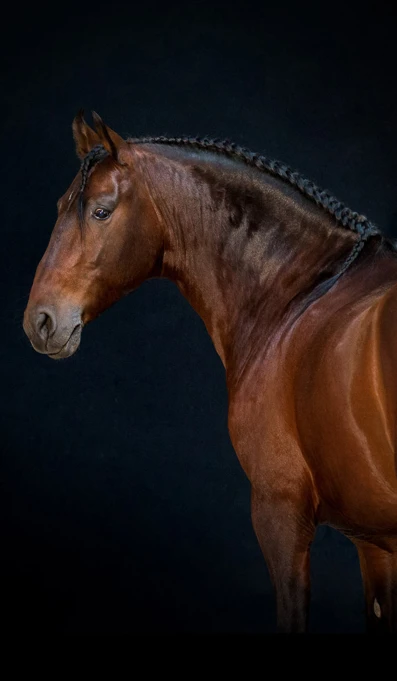 APP1116 Grainho SF 6418