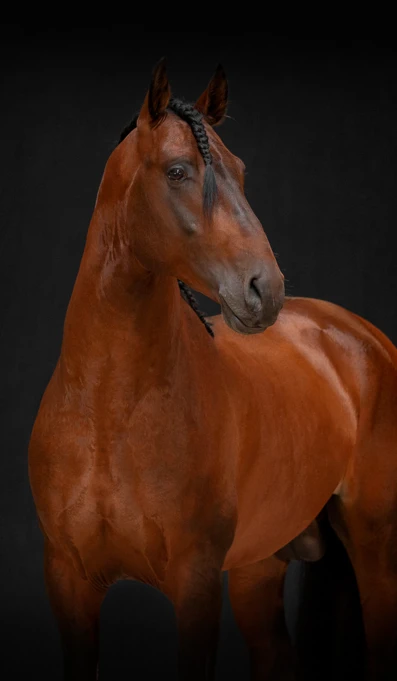 APP1116 Jura RF 4951