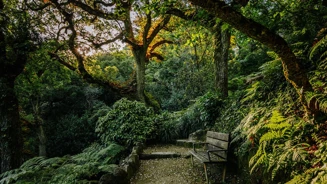 Parques De Sintra Parque E Palacio De Monserrate Image 06