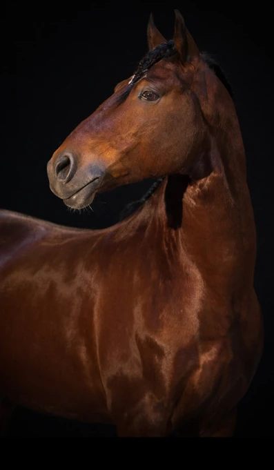 APP1116 Dihego SF 1076