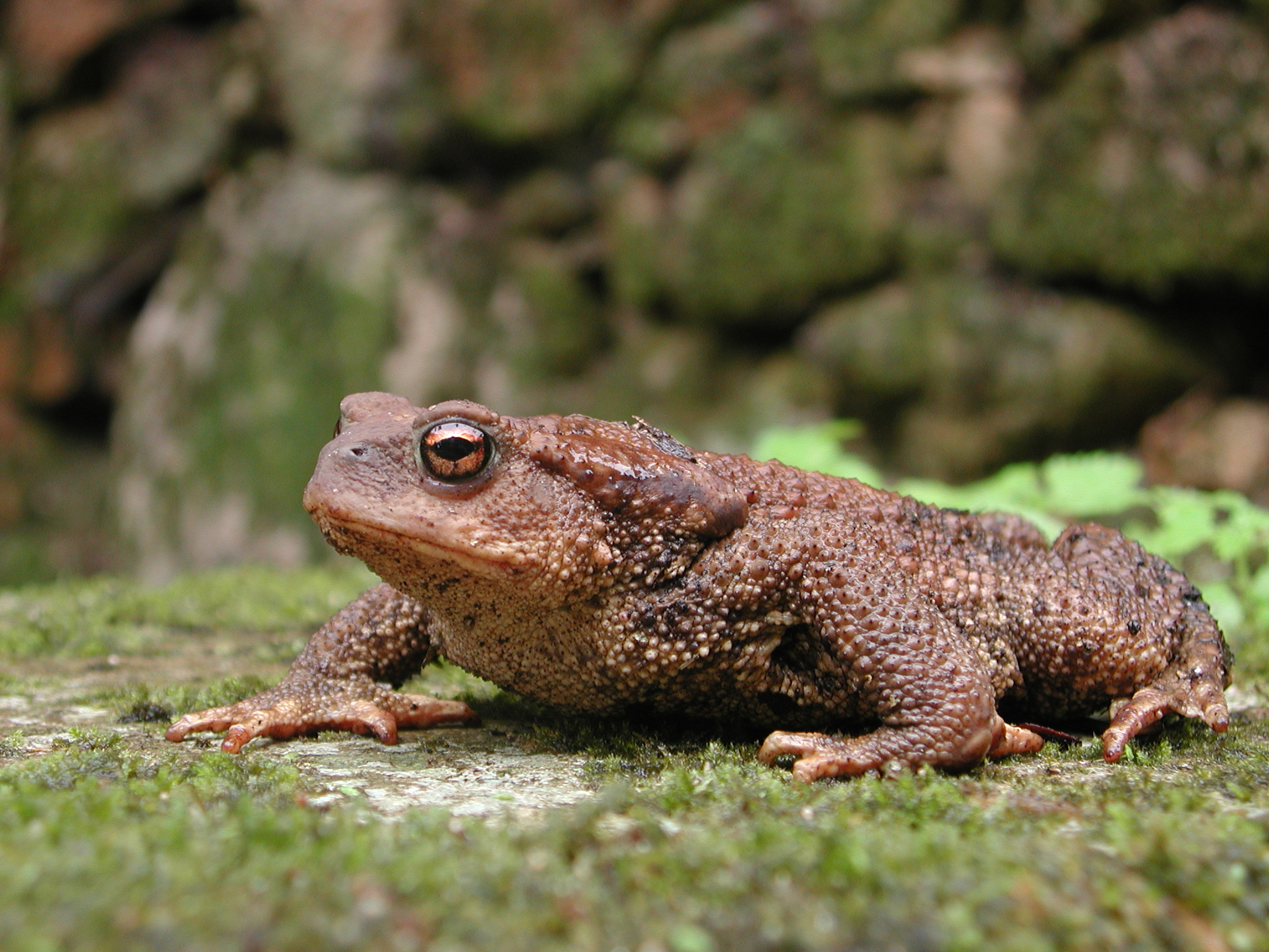 Anfibio Sapo Comum Bufo Bufo Creditos PSML