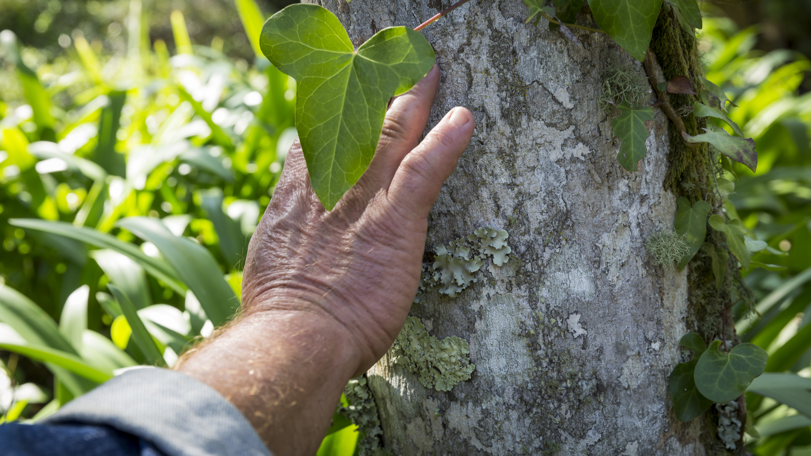 02 Sentir O Patrimonio Creditos PSML Wilson Pereira Final