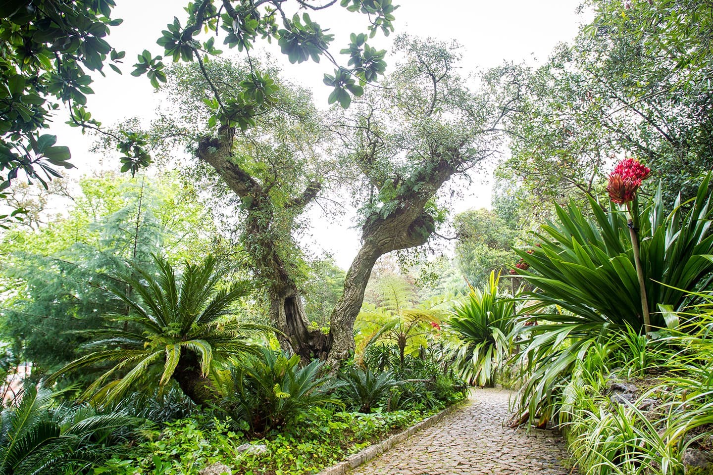 Villa Sassetti - Sintra