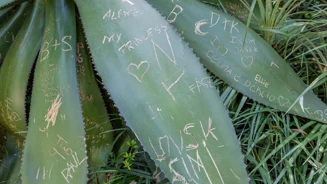 E7A7148©PSML Jose Marques Silva