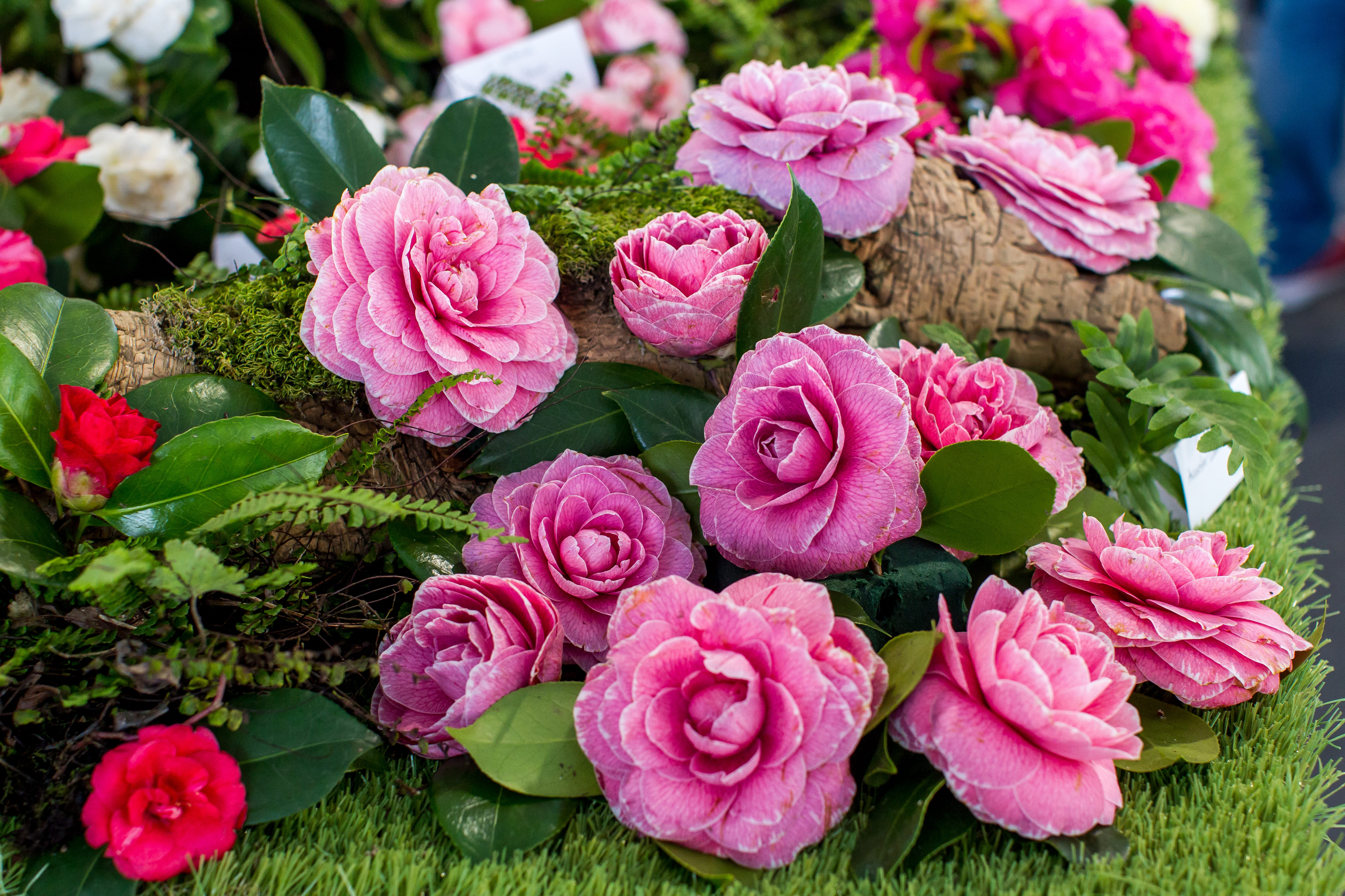 Exposicao Camelias Creditos PSML Luis Duarte Bx