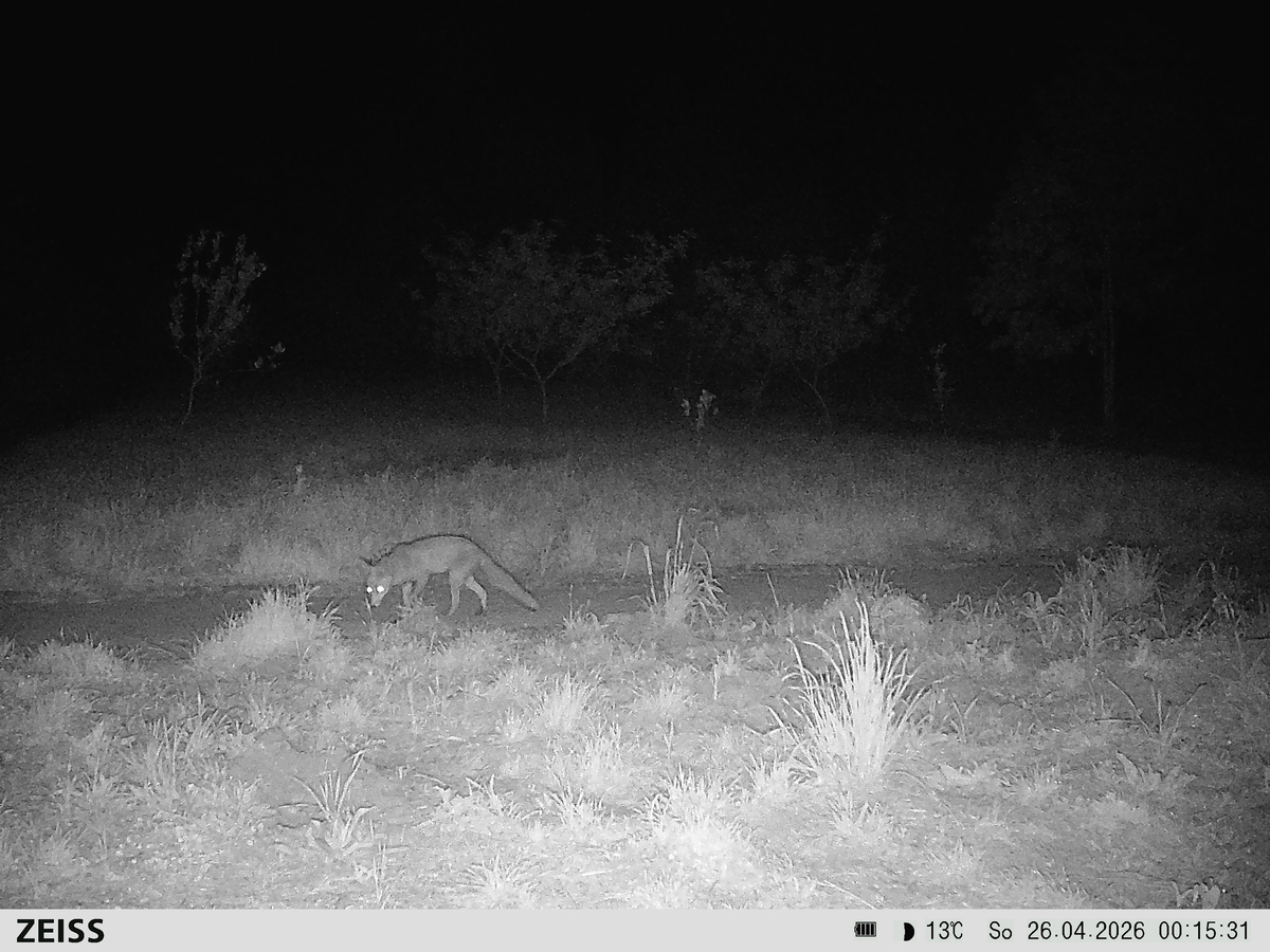 ZCEU0823 Raposa Bx