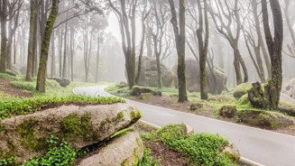 E7A5048©PSML Jose Marques Silva