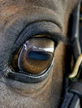 Parques De Sintra EPAE Hero 04