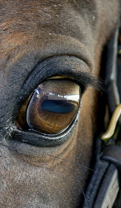 Parques De Sintra EPAE Hero 04