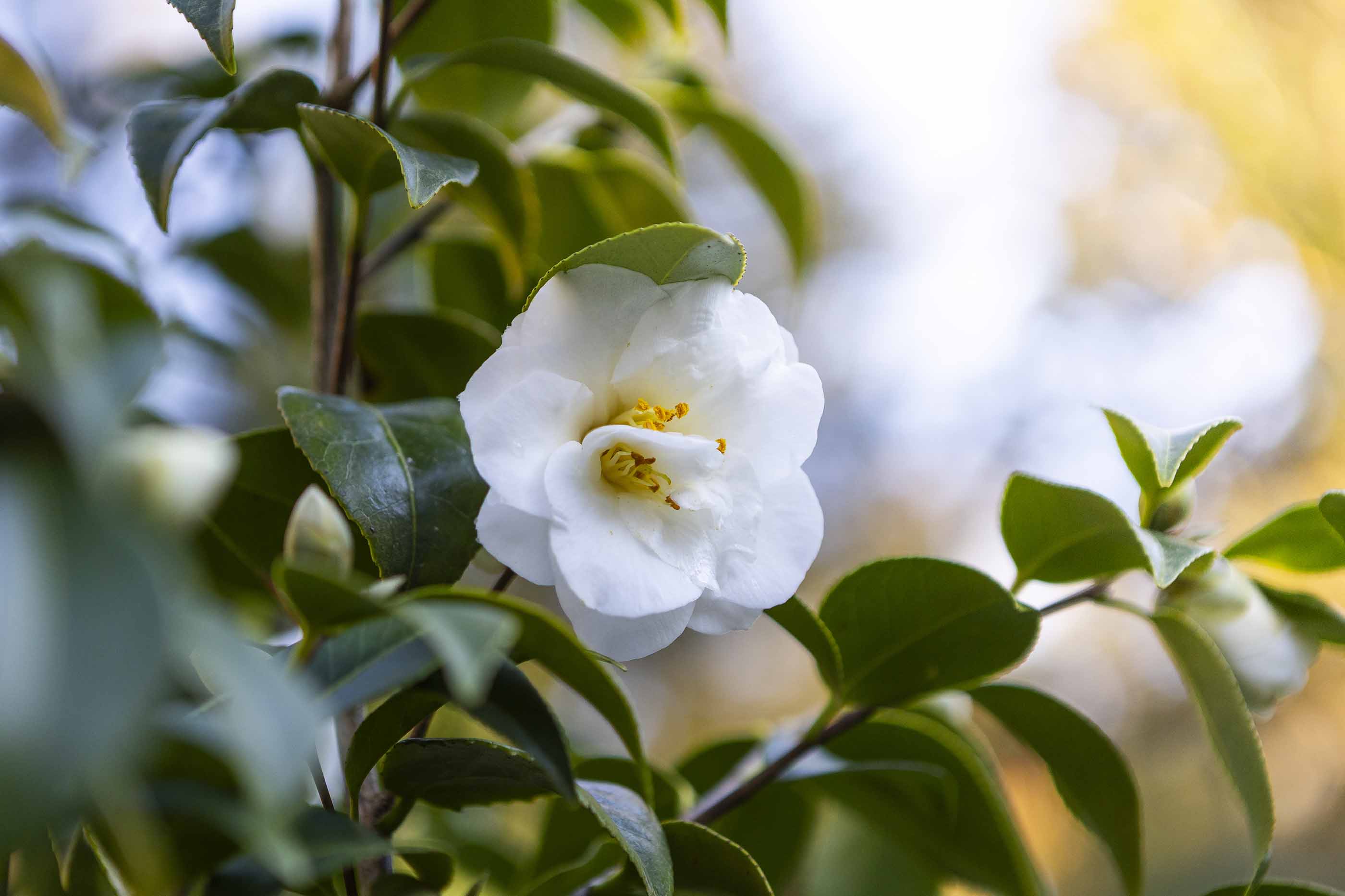 029 Camélias Do Parque Da Pena EMIGUS
