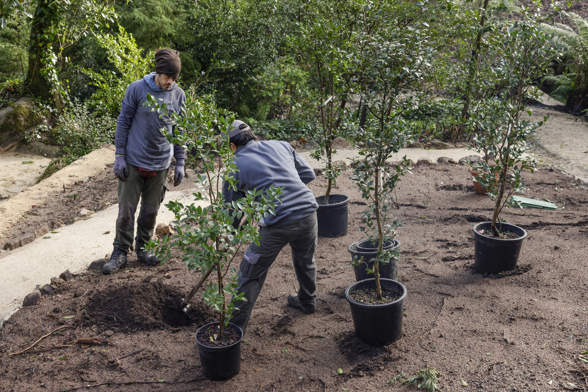 Plantacao Camellias Sasanqua Na Feteira Da Condessa Parque Da Pena Dez 2025