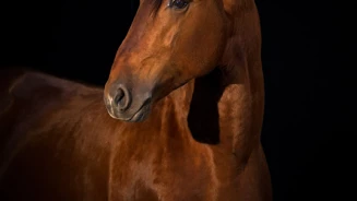 APP1116 Gaucho SF 5747