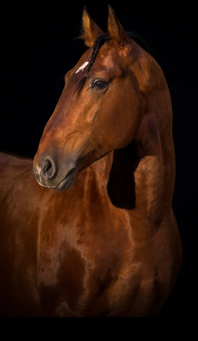 APP1116 Gaucho SF 5747