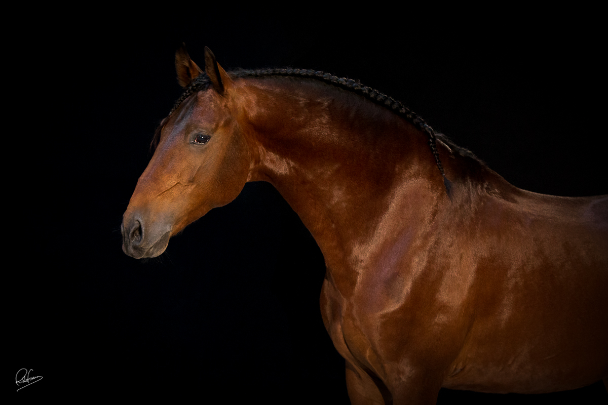 WEB Cavalos Groque SF 6245