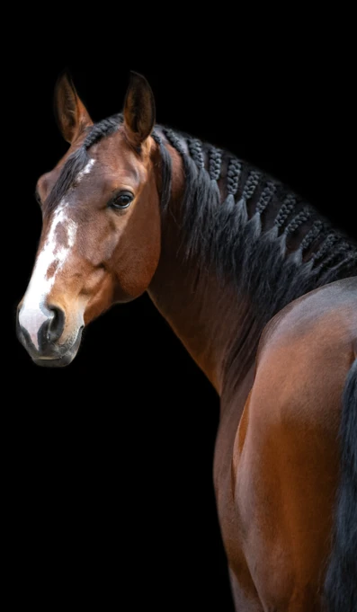 Nicoral Créditos Abrfotografia (6)