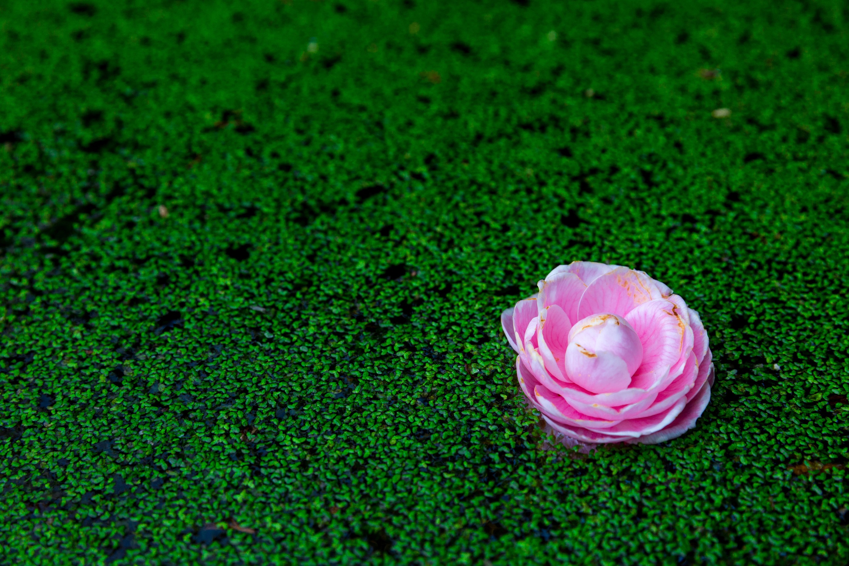 Parque Da Pena Credits PSML WP 17 25 (1) (1)