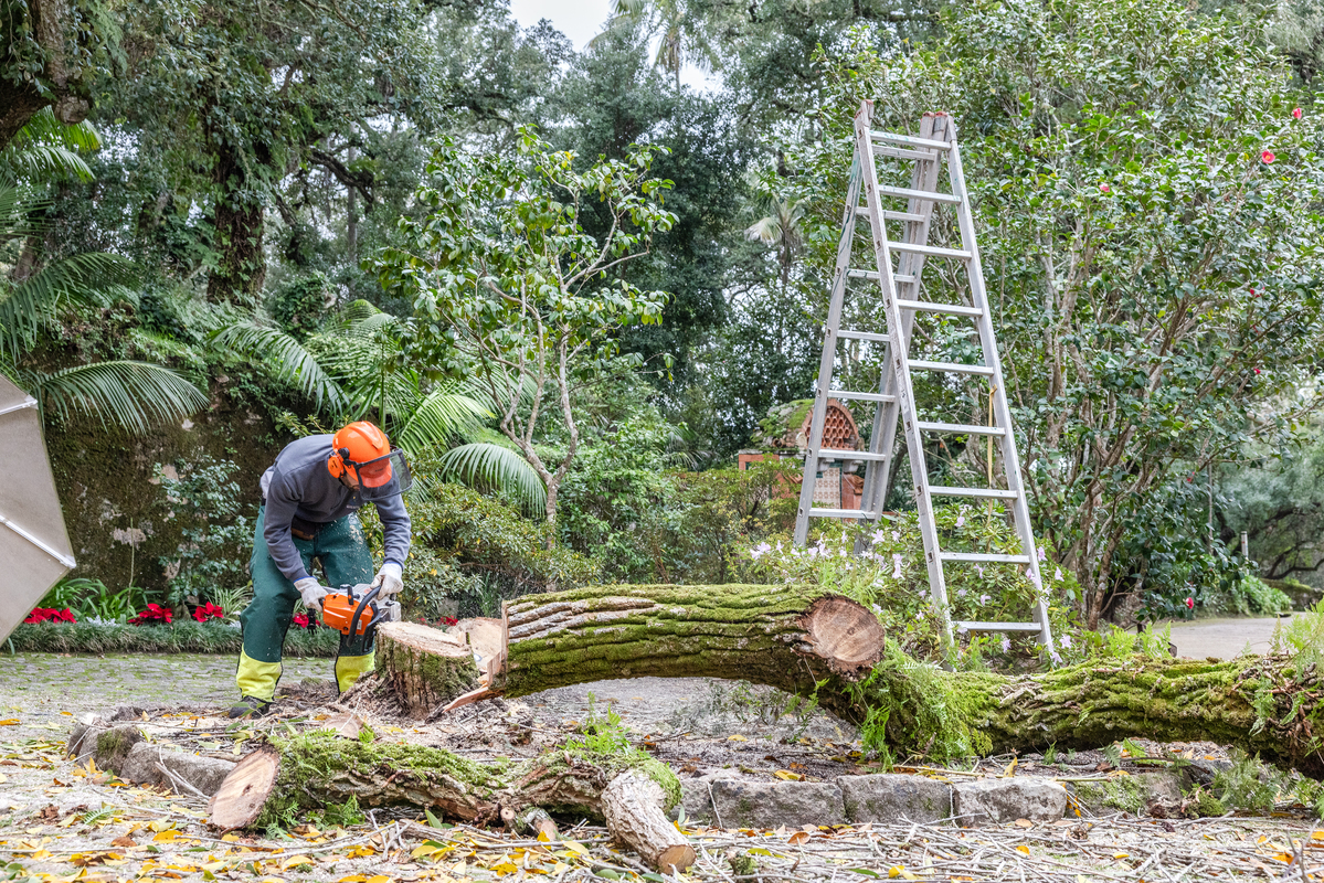 E7A0312©PSML Jose Marques Silva Bx