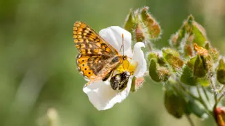 Bosque De Sintra Detalhe Borboleta Euphidrias Aurinia E Escaravelhos Sobre Flor Branca De Esteva