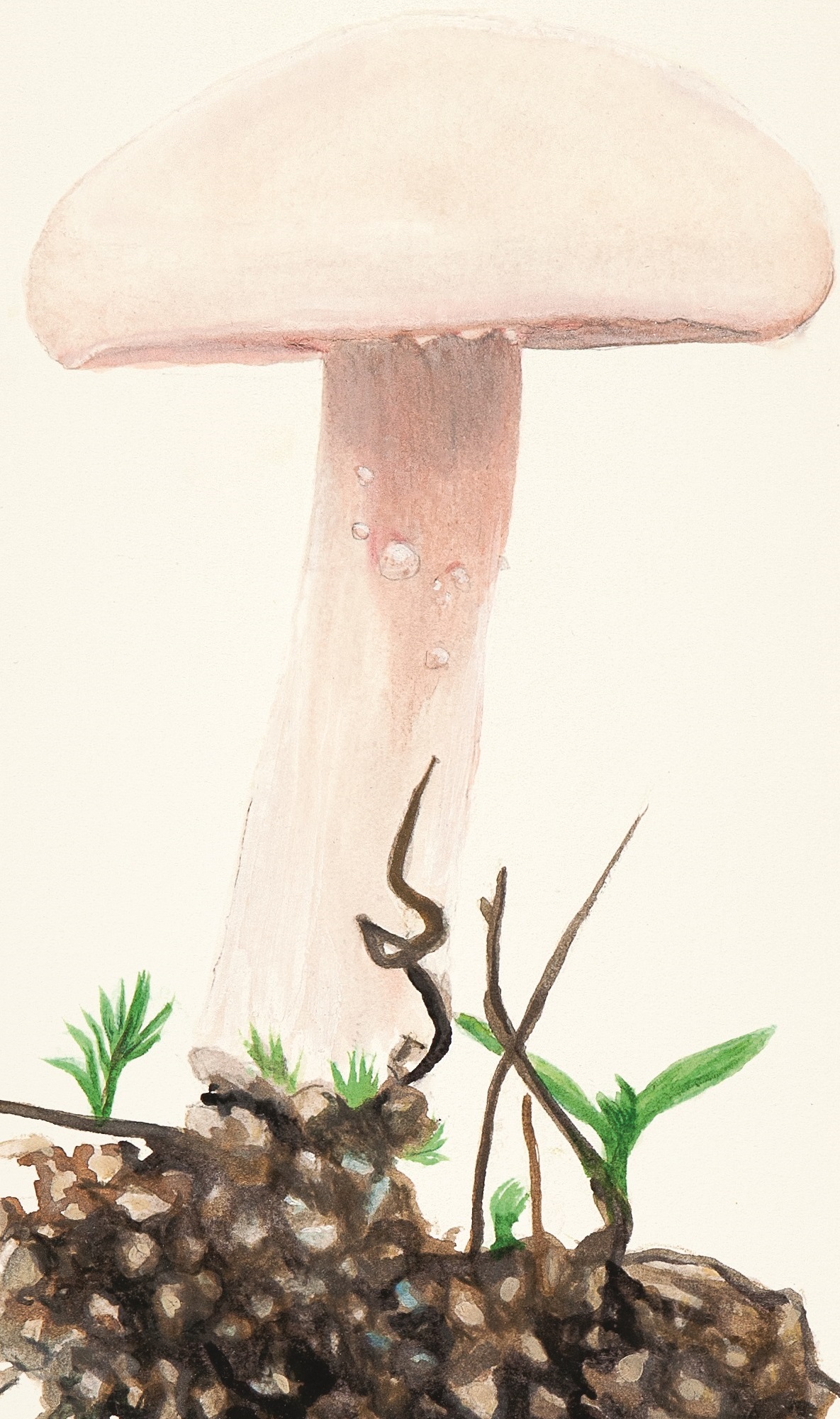 Agaricale #3, 27 X 35 Cm, Watercolor Pencils On Paper, 2020 V2