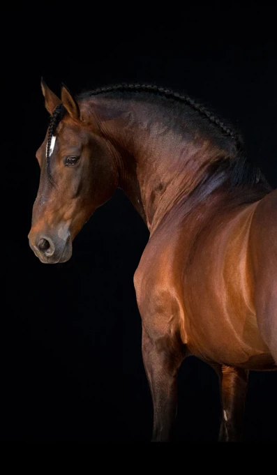 APP1116 Bambu SF 9107