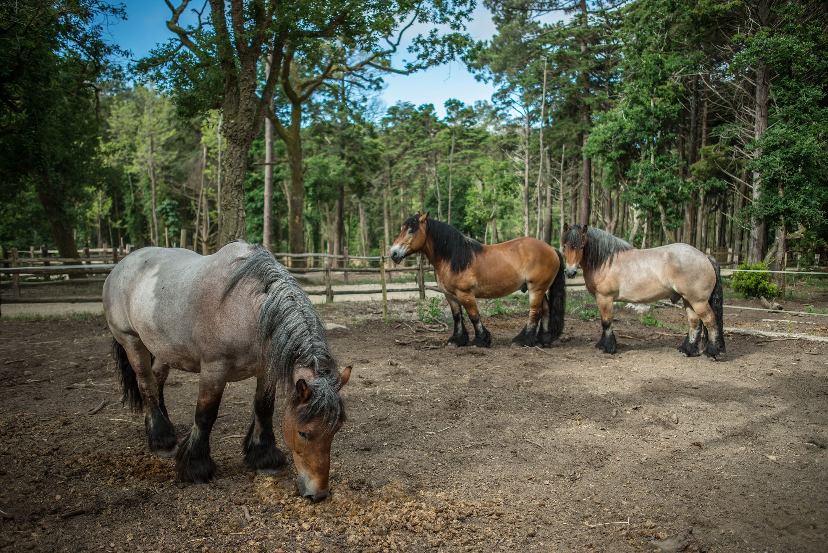 Parques De Sintra Parque E Palacio Da Pena Quinta Pena