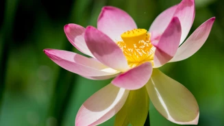 Flores De Lotus Monserrate Credits PSML WP 15 85