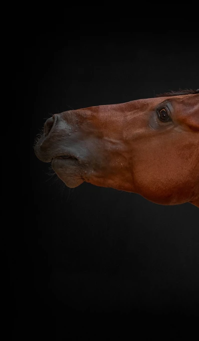 APP1116 Jeremias RF 6241