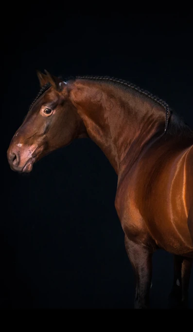 APP1116 Dourado SF 0332