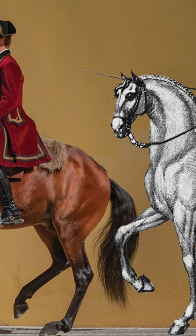 Dia Int Pat Imat SITE