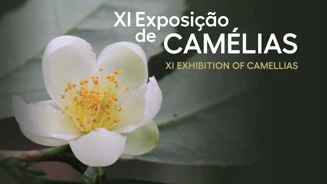 Camelias24 Site