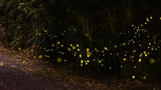 01 Pirilampos Creditos PSML Jose Marques Silva Bx