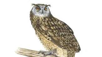 Bufo Real Bubo Bubo