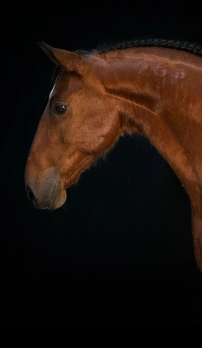 APP1116 Dirupe SF 7019