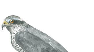 Açor Accipiter Gentilis