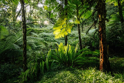 Parques De Sintra Parque E Palacio De Monserrate Vale Fetos