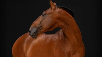 APP1116 Hohasis RF 4184