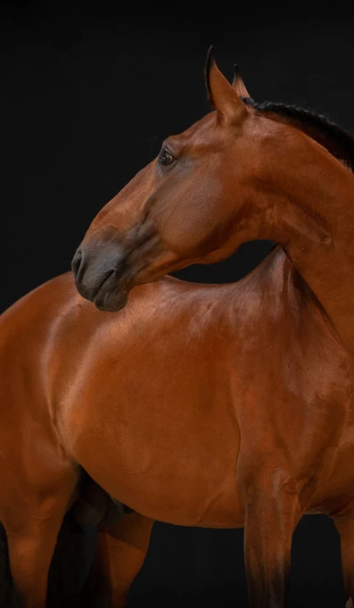 APP1116 Hohasis RF 4184