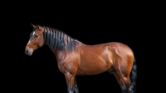 Machado Créditos Abrfotografia (2)